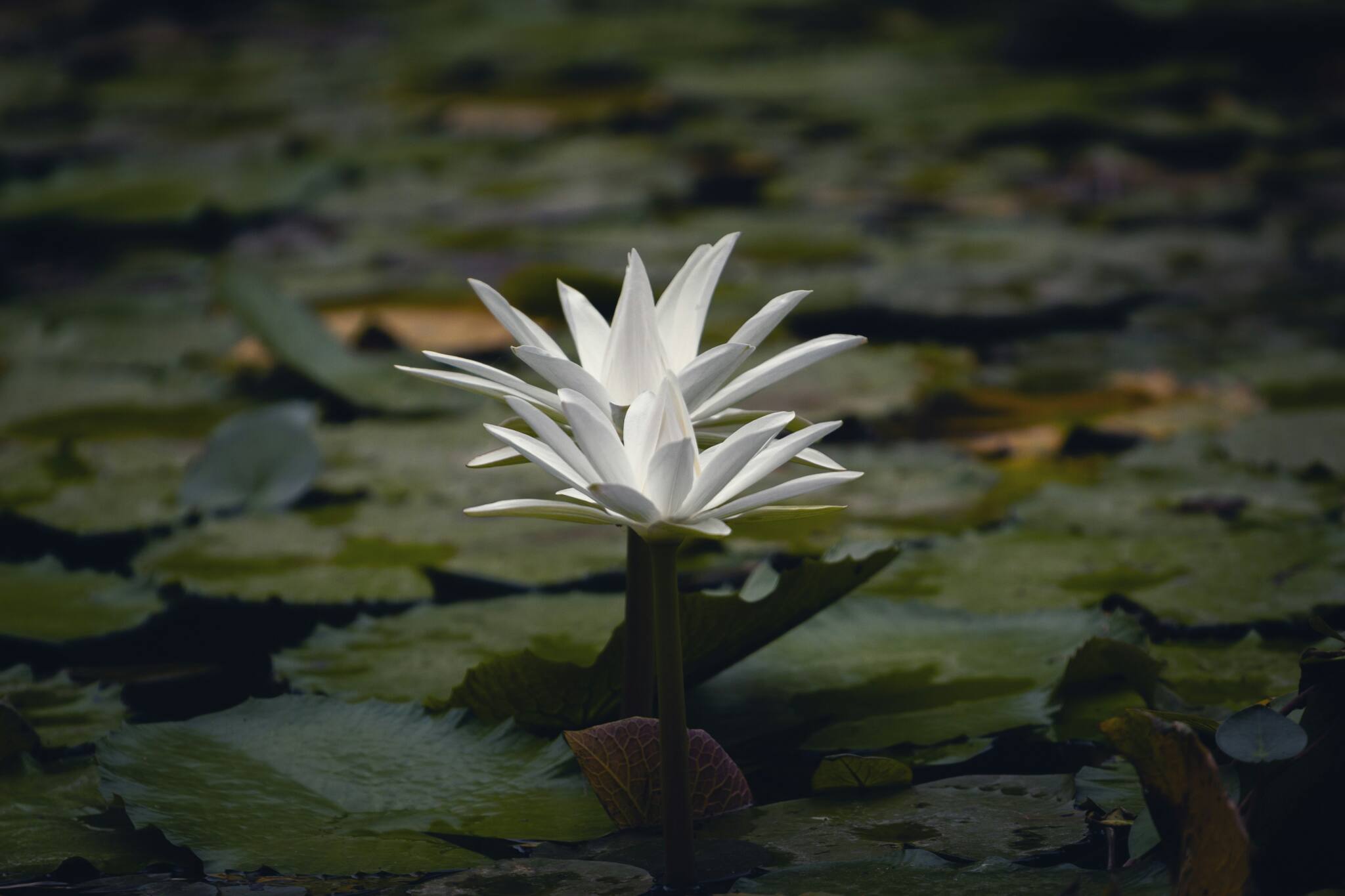 August Theme: No Mud, No Lotus